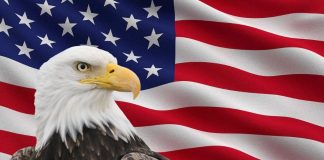 টাক ইগলকে আমেরিকার জাতীয় পাখির স্বীকৃতি