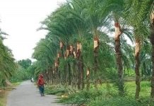 খেজুরের রসের কদর বেড়েছে