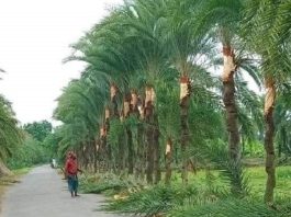 খেজুরের রসের কদর বেড়েছে