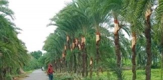 খেজুরের রসের কদর বেড়েছে