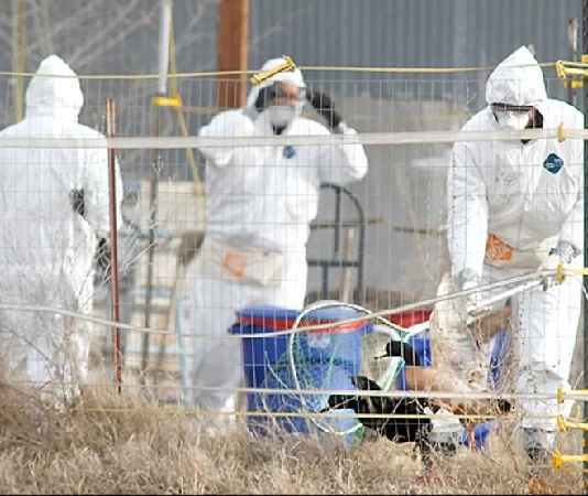 বার্ড ফ্লু আতঙ্ক, ক্যালিফোর্নিয়ায় জরুরি অবস্থা জারি