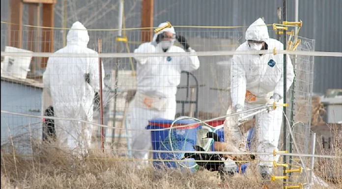 বার্ড ফ্লু আতঙ্ক, ক্যালিফোর্নিয়ায় জরুরি অবস্থা জারি