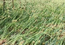 রাজশাহীতে শিলাবৃষ্টিতে ফসল ও ফলের ব্যাপক ক্ষতি