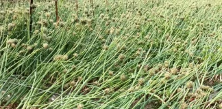 রাজশাহীতে শিলাবৃষ্টিতে ফসল ও ফলের ব্যাপক ক্ষতি