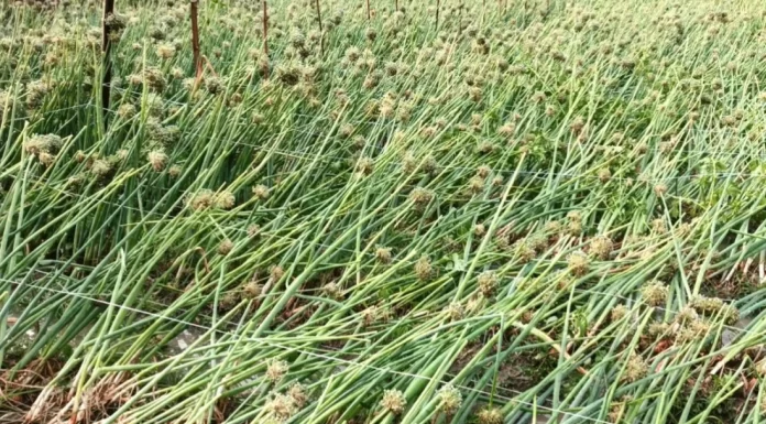 রাজশাহীতে শিলাবৃষ্টিতে ফসল ও ফলের ব্যাপক ক্ষতি