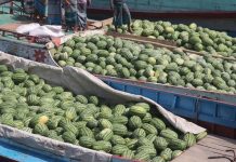 পাঁচ বছরে বরিশালে তরমুজের আবাদ দ্বিগুণ