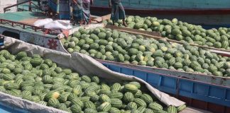 পাঁচ বছরে বরিশালে তরমুজের আবাদ দ্বিগুণ