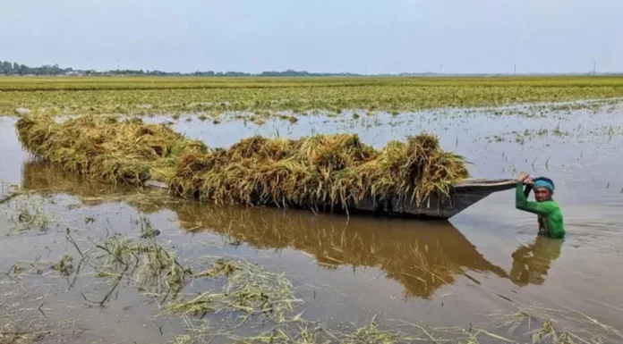 কিশোরগঞ্জ ও ময়মনসিংহে টানা বৃষ্টিতে ৭ হাজার হেক্টর জমির ধান