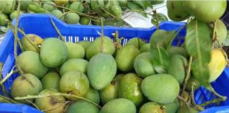 সাতক্ষীরায় আম উৎপাদনের লক্ষ্যমাত্রা ৭০ হাজার ৩৮০ মেট্রিক টন