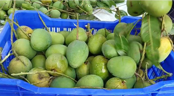 সাতক্ষীরায় আম উৎপাদনের লক্ষ্যমাত্রা ৭০ হাজার ৩৮০ মেট্রিক টন