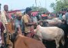 সিরাজগঞ্জের চান্দাইকোনা পশুর হাটে ক্রেতা-বিক্রেতাদের উপচে পড়া ভিড়