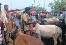 সিরাজগঞ্জের চান্দাইকোনা পশুর হাটে ক্রেতা-বিক্রেতাদের উপচে পড়া ভিড়