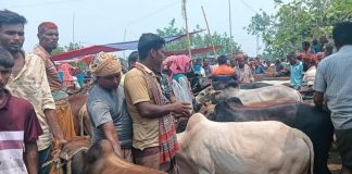 সিরাজগঞ্জের চান্দাইকোনা পশুর হাটে ক্রেতা-বিক্রেতাদের উপচে পড়া ভিড়