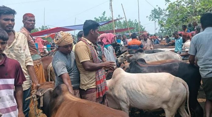 সিরাজগঞ্জের চান্দাইকোনা পশুর হাটে ক্রেতা-বিক্রেতাদের উপচে পড়া ভিড়
