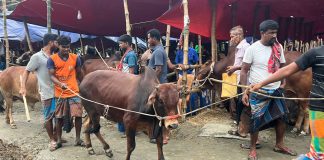 রাজধানীর পশুর হাটে ঈদের আমেজ, বাড়ছে ক্রেতা-বিক্রেতার ভিড়